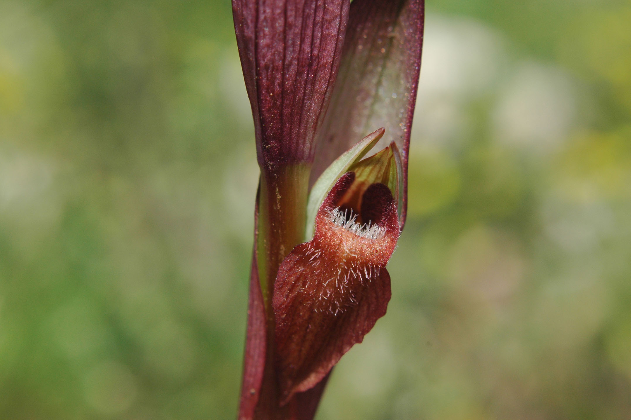 Serapias orientalis subsp. siciliensis  o altro?